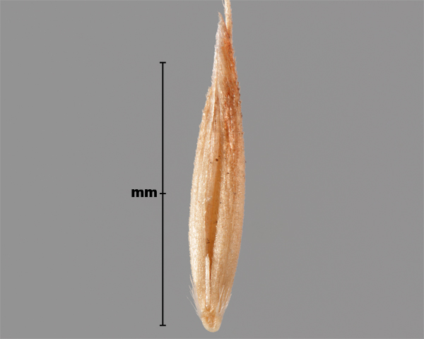 Photo - Agrostide jouet-du-vent (Apera spica-venti), fleuron (face interne)