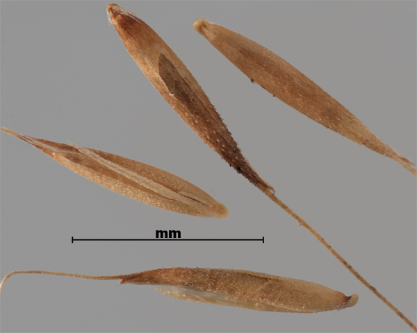 Photo - Agrostide jouet-du-vent (Apera spica-venti), fleurons