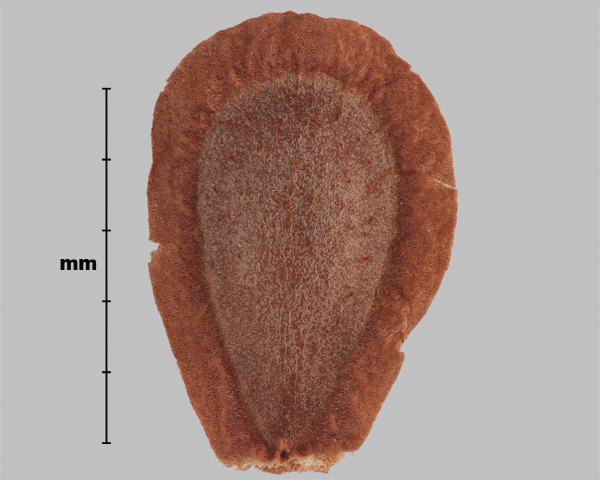 Photo - Common milkweed (Asclepias syriaca) seed (outer side)