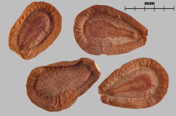 Photo - Common milkweed (Asclepias syriaca) seeds