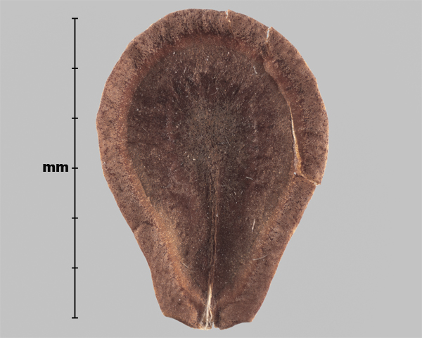 Photo - Similar species: Butterflyweed (Asclepias tuberosa) seed (inner side)
