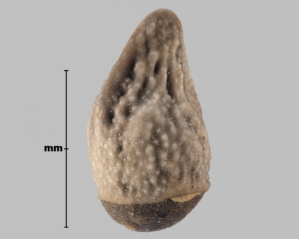 Photo - Corn gromwell (Buglossoides arvensis) seed (side view, showing seed shape)