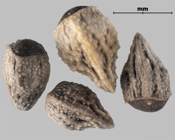 Photo - Corn gromwell (Buglossoides arvensis) seeds