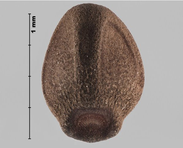 Photo - Great bindweed (Calystegia sepium) seed (showing hilum)