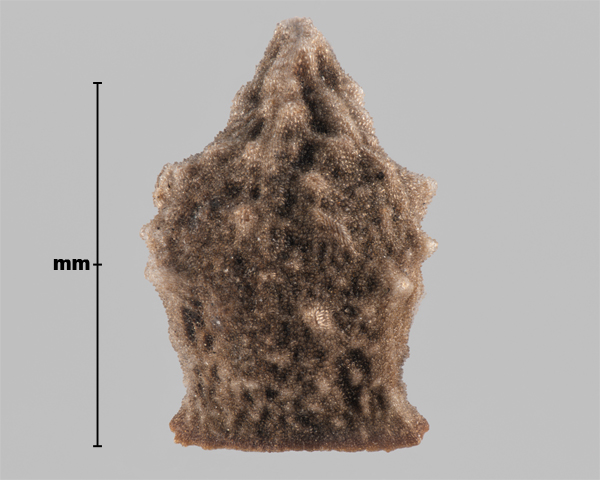 Photo - Vipérine commune (Echium vulgare), nucule (face externe)