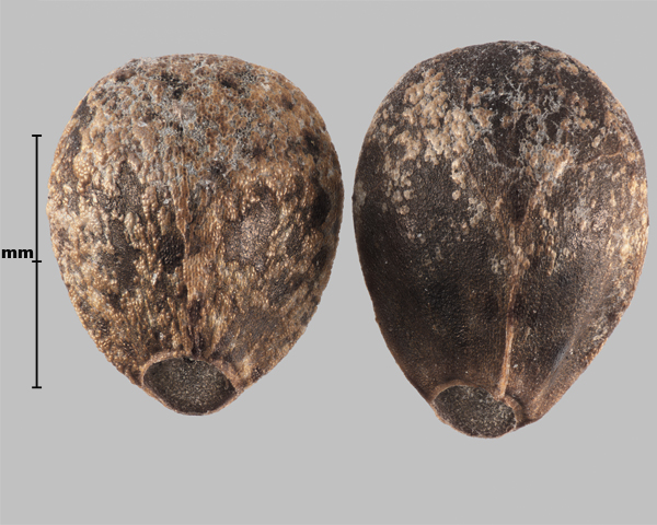 Photo - Similar species: Hairy hemp-nettle (Galeopsis pubescens) seeds (inner side [L], outer side [R])