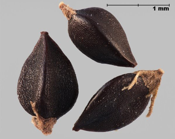 Photo - Similar species: Prostrate knotweed (Polygonum aviculare) achenes