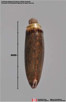 Photo - Chardon Marie (Silybum marianum), akène (bord mince)