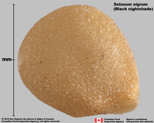 Photo - Similar species: Black nightshade (Solanum nigrum) seed