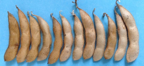 soybean pods light brown.