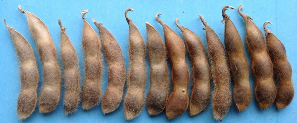 soybean pods brown.