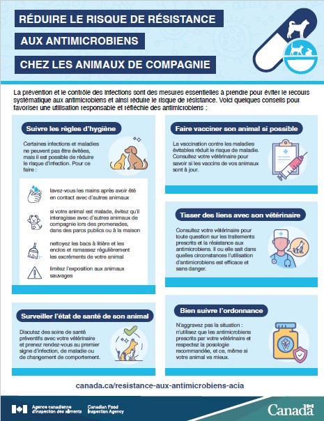 Réduire le risque de résistance aux antimicrobiens chez les animaux de compagnie