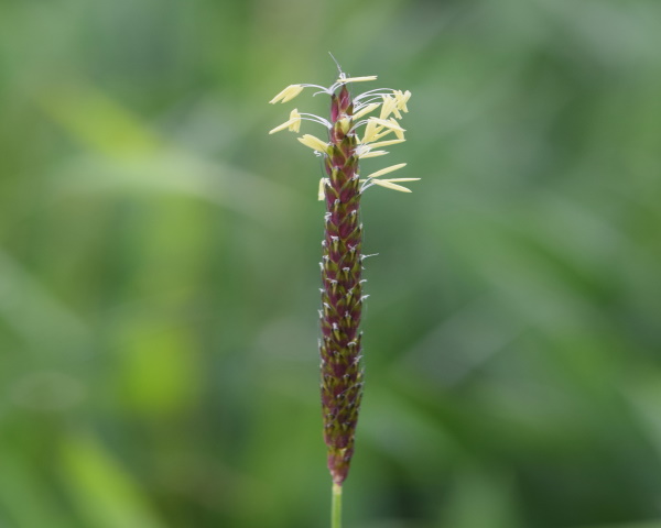 Flower head
