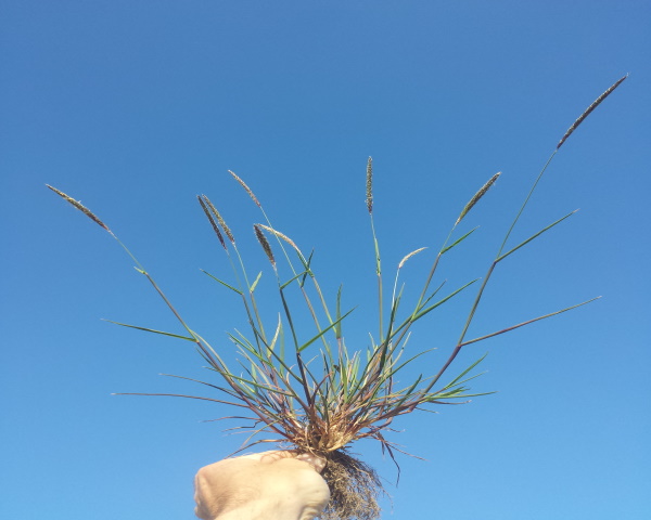 Plant