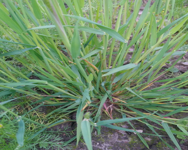 Stems and leaves