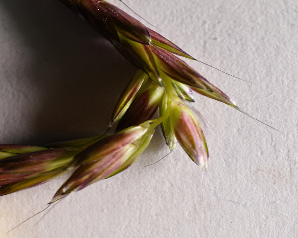 Spikelets on bent flower head