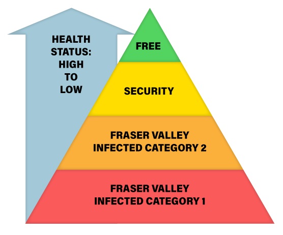Vertical pyramid chart of potential designated health status. From lowest health status to highest: FV category 1 (zones 3 to 7), FV category 2 (zones 1, 2 and 8 to 11), security zone, free.
