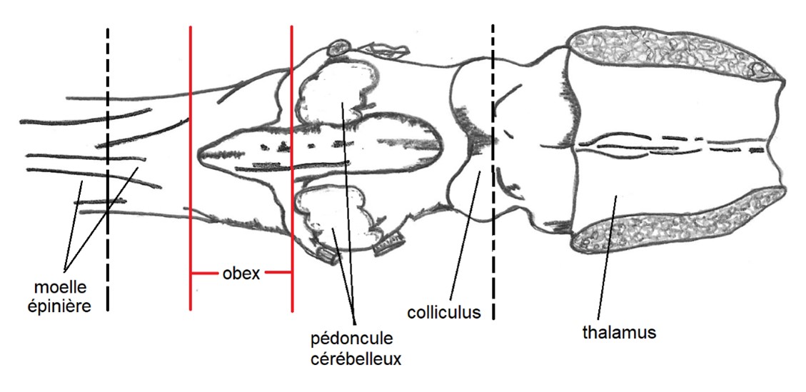 Figure 1 - Emplacement de l'Obex sur une vue dorsale