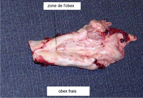 Figure 2 - Tissu frais pointant le point de repère anatomique