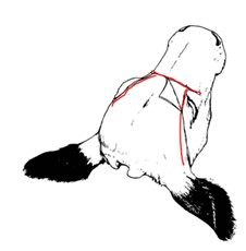 Figure 3 - Tête bovine du haut avec 3 lignes rouges