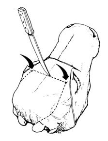 Figure 4 - Tête bovine du haut