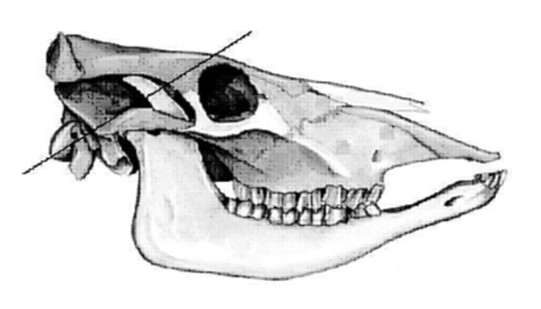 Figure 6 - Crâne bovin du côté droit
