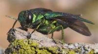 Agrile du frêne (Agrilus planipennis)