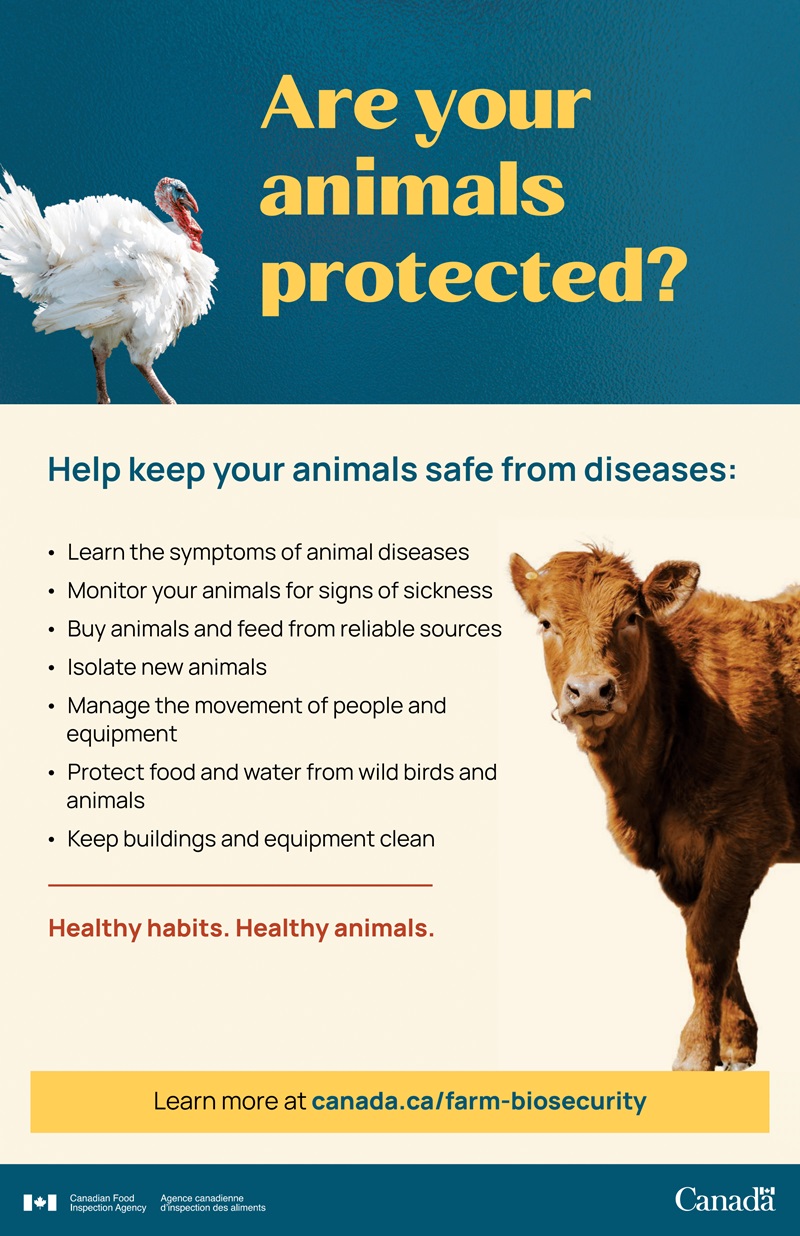 Infographic description – Are your animals protected? Description follows.