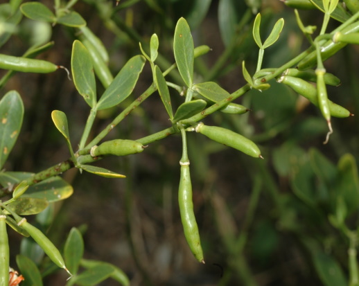 Leaves and fruit