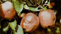 Example of Apple maggot