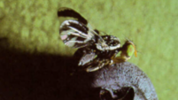 Example of Blueberry maggot