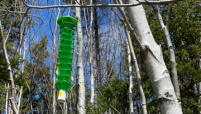 Example of Invasive alien forest insects