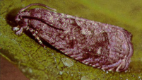 Example of Oriental fruit moth