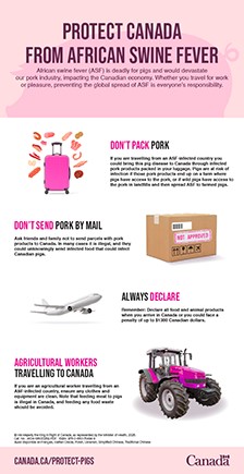 African swine fever – traveller pamphlet (multiple language)
