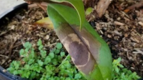 Example of Ramorum blight