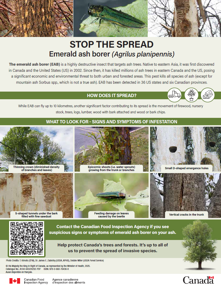 Poster: Stop the spread of the emerald ash borer. Description follows.