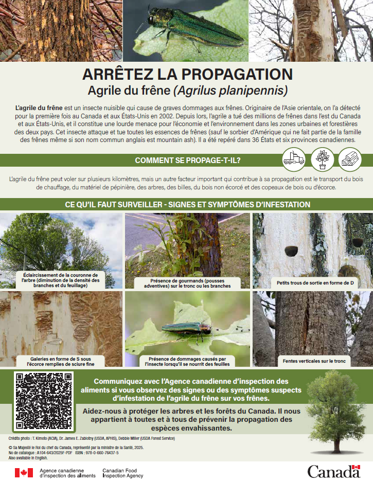 Spotted lanternfly information card