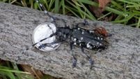 Example of Asian longhorned beetle (Anoplophora glabripennis)