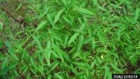 Example of Japanese stiltgrass (Microstegium vimineum)