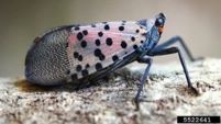Example of Spotted lanternfly (Lycorma delicatula)