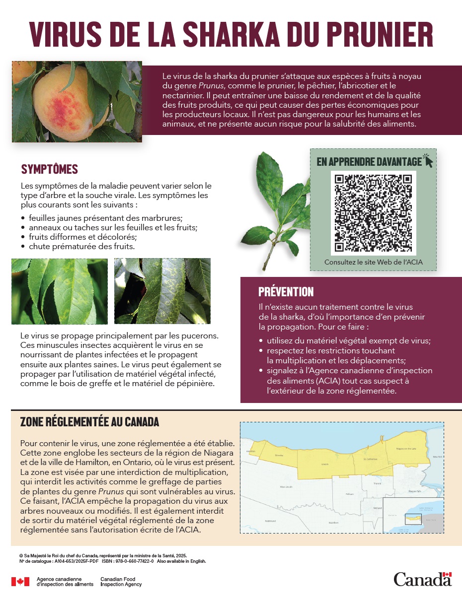 Description de l'infographie – Virus de la sharka du prunier. Description ci-dessous.