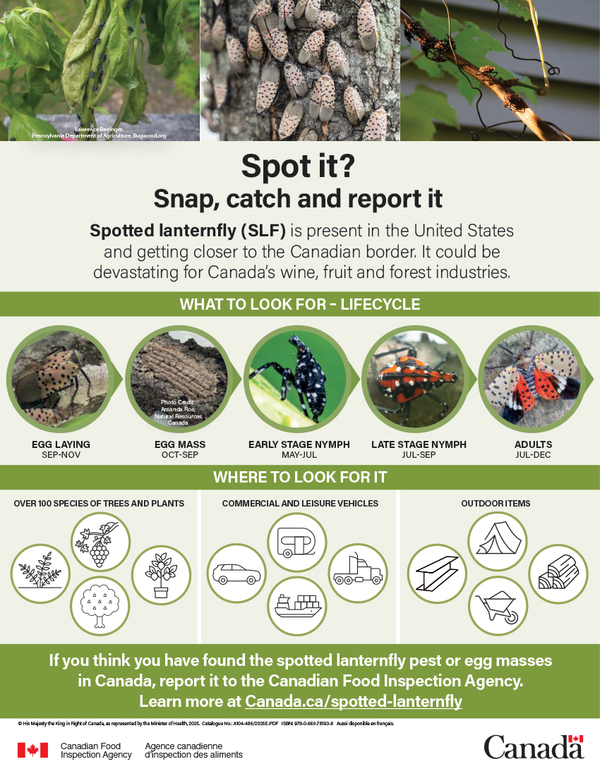 Spot it? Snap, catch and report it (Spotted lanternfly)