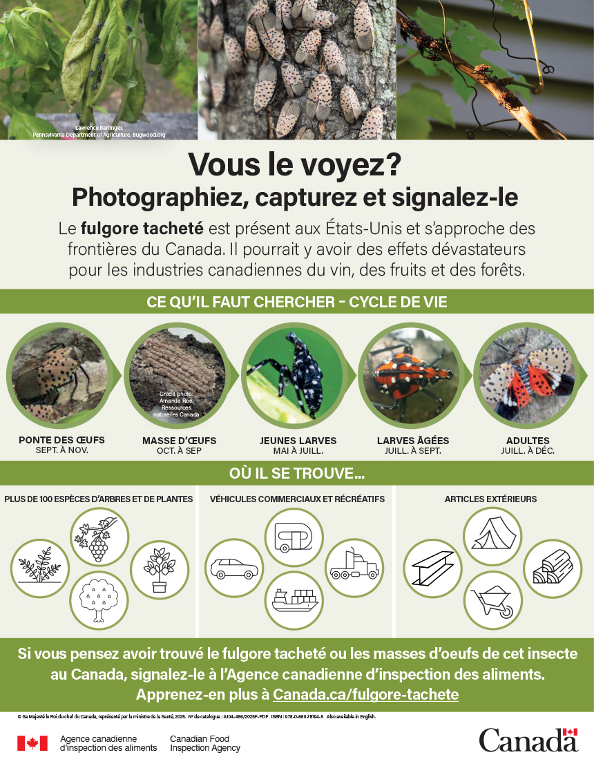 Vous le voyez? Photographiez, capturez et signalez-le (fulgore tacheté)