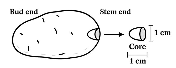 Potato diagram - description follows.