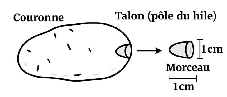 Diagramme de la pomme de Terre - description ci-dessous.