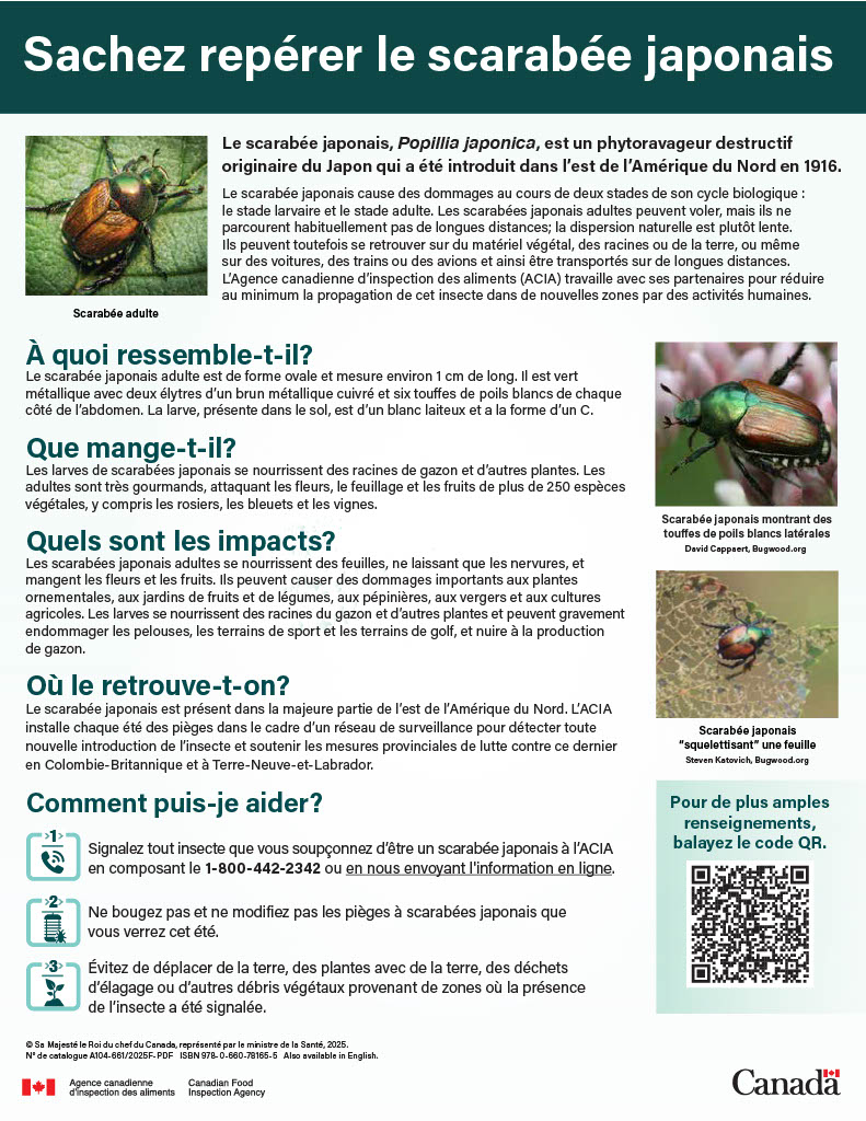 Infosheet - Learn to spot Japanese Beetle. Description follows.