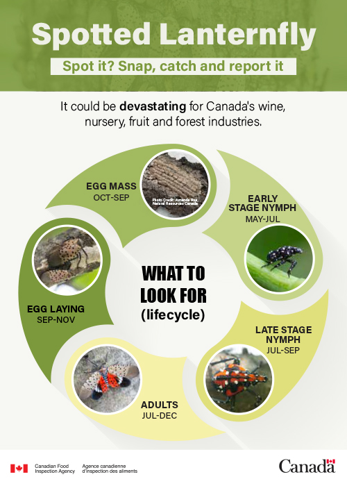 Spotted lanternfly information card