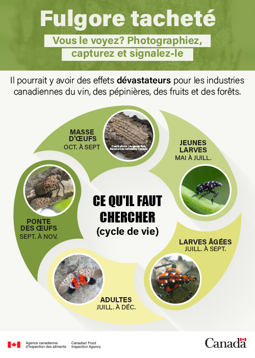 Fiche d'information sur le fulgore tacheté