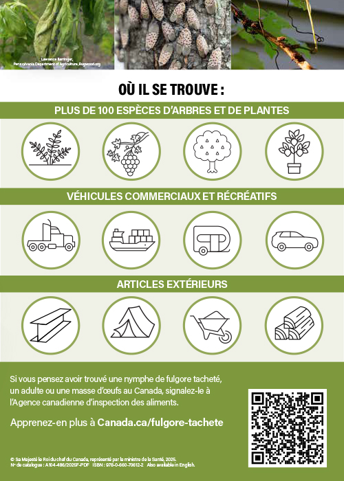 Description de la fiche d'information sur le fulgore tacheté.