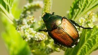 Example of Japanese beetle